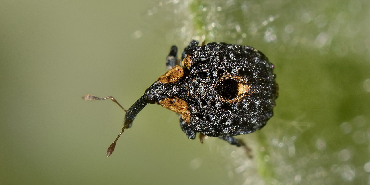 Cionus tuberculosus